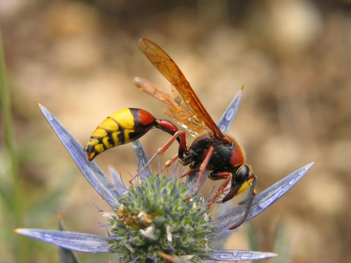 potter wasp